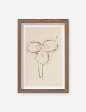 Vintage Japanese Iris No. 30 Wall Art by Miyoshi Manabu