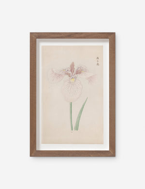 Vintage Japanese Iris No. 34 Wall Art by Miyoshi Manabu