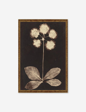 Gold framed Botanical black and beige Photogram Print