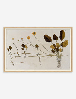 Flowering Plants II Wall Art by Franz Anton Von Scheidl
