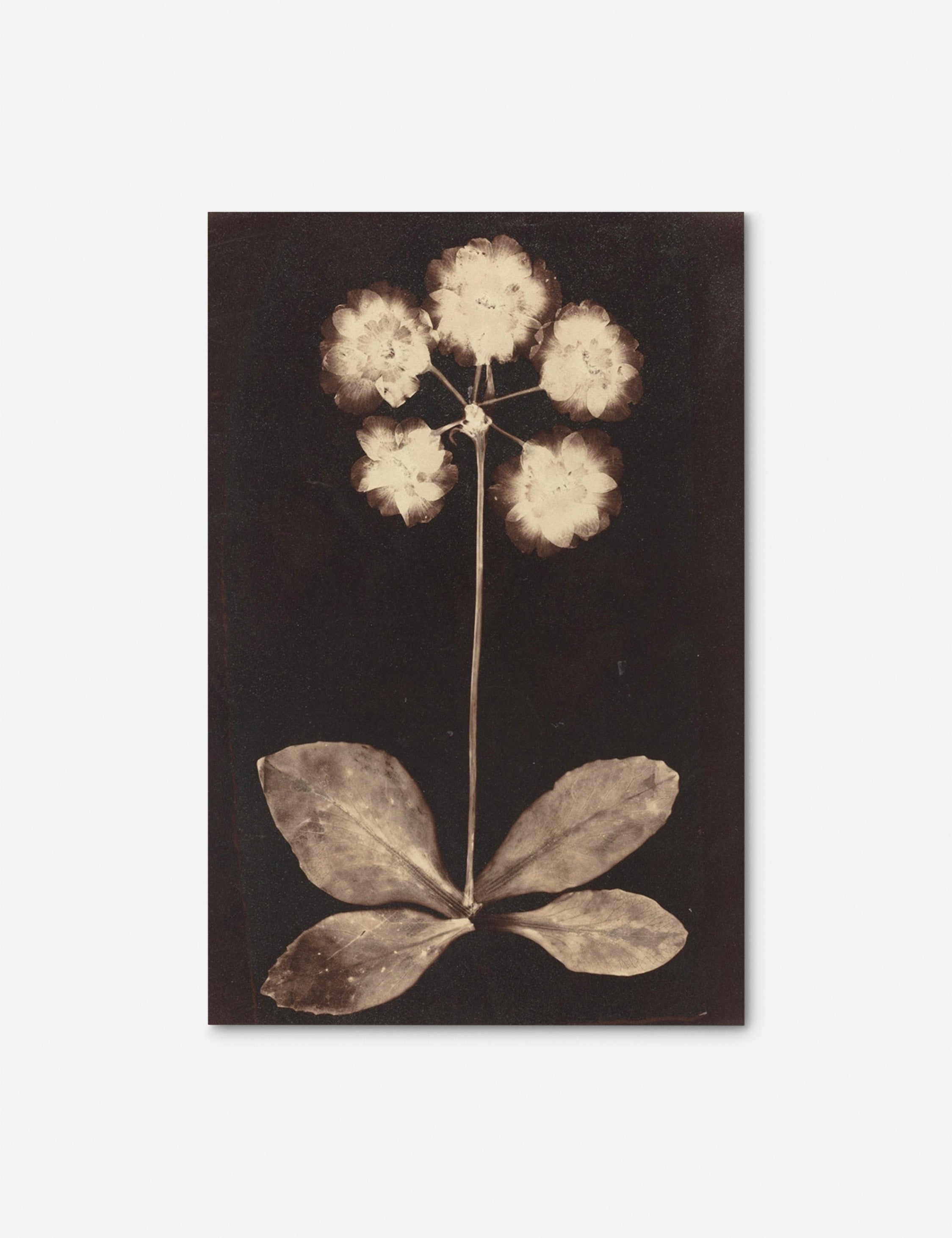 #color::unframed #size::18--x-28- #size::9--x-14- #frame-option::unframed | Unframed Botanical black and beige Photogram Print